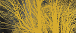 Nada Surf